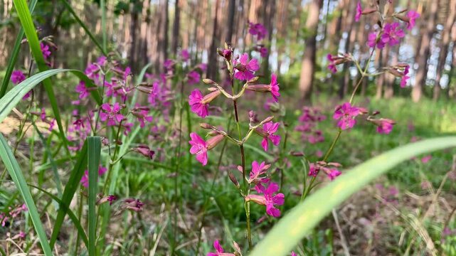 Delicate Pink Forest Flower (Campion) Gently Swaying in the Wind Against a Blurred Forest Background