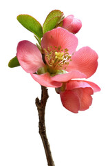 Obraz premium Vibrant Pink Quince Blossom Close-Up Delicate Spring Flower Photography