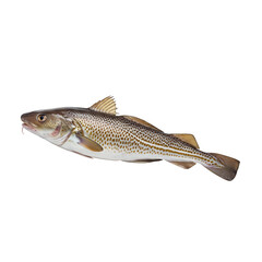 Naklejka premium cod fish isolated on transparent background