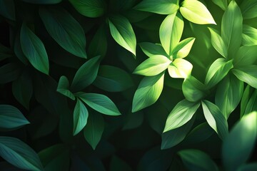 Fototapeta premium Lush green leaves, bathed in sunlight