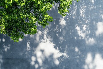 Green foliage casts shadows on light gray wall