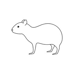 Obraz premium The Orinoco Agouti A South American Rodent Species On A White Background