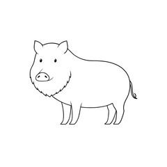 Fototapeta premium The Palawan Bearded Pig A Species From The Philippines On A White Canvas