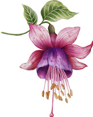 Watercolor illustration of a vibrant fuchsia flower on a white background. Hand-painted botanical artwork perfect for prints, packaging, invitations, fabric, and elegant floral designs.