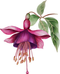 Watercolor illustration of a vibrant fuchsia flower on a white background. Hand-painted botanical artwork perfect for prints, packaging, invitations, fabric, and elegant floral designs.