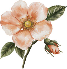 Watercolor illustration of a colorful wild rose (rosehip) flower on a white background. Hand-painted botanical artwork perfect for prints, packaging, stationery, and elegant floral designs.