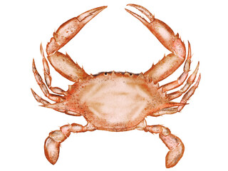 Crab watercolor. Hand drawn sea animal on isolated white background. Clip art sea food. Ideal for restaurant menus, packaging, cards and logo of organic ocean product