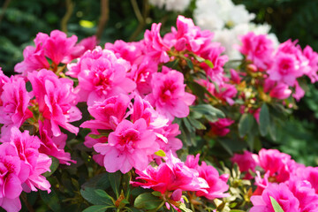 Blooming pink japan Azalea Ericaceae flowers, rhododendron flower macro, background. Evergreen decorative plant outdoor or in orangery in botanical garden. Gardeining, plant breeding