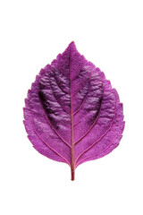 Vibrant Purple Leaf Close-Up Detailed Macro Photography of a Single Plant Leaf