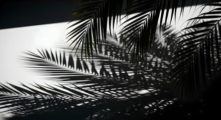 Shadows Of Exotic Palm Fronds Cast Upon A White Surface In Monochrome