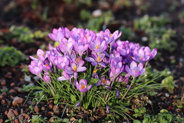 Obraz premium crocuses lilac wildlife flowers