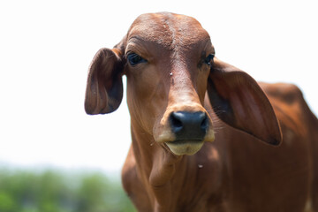 Cows are eating grass, nature background