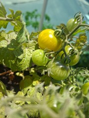 green tomatoes on a branch