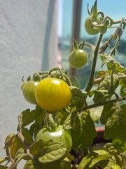 green tomatoes on a branch