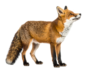 Beautiful fox standing elegantly in profile.