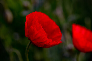 Fototapeta premium Red poppy flower in a field on a sunny day. Soft focus.