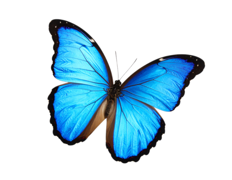 A vibrant blue butterfly resting elegantly.