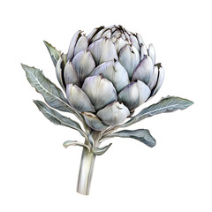 Fototapeta premium artichoke isolated on white background
