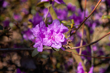 Stunning purple flowers. Elegant purple azalea flowers in sunlight. A beautiful bush blooming on a...