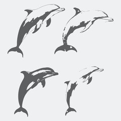 Obraz premium set of dolphin