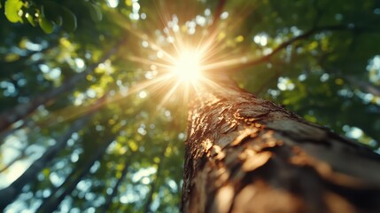 A breathtaking view of sunlight filtering through the dense canopy of green leaves in a serene forest, symbolizing connection with nature and the beauty of outdoor experiences.
