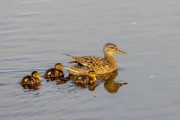 Selective focus of wild ducks in its natural habitat, Mother with a group of duckling swimming in canal or ditch on the polder land, Netherlands, Living out naturally, Spawning and breeding season.