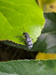 Strawberry Root Weevil