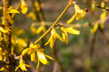 A vibrant forsythia bush in full bloom, its bright yellow flowers a stunning contrast against soft brown background. Beautiful big yellow flowers in spring