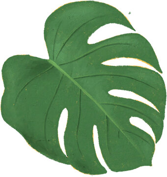 green leaf