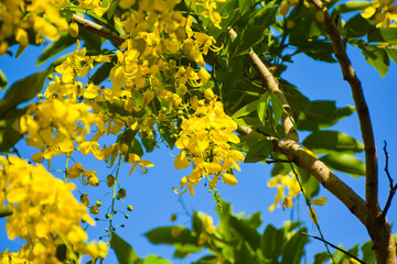 Golden Shower tree with yellow flower blooming look like tunnel with sunlight background at the summer time.Branches with beautiful yellow hanging flowers of golden rain tree in spring garden. Nature 