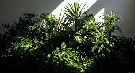 Tropical Indoor Plants Displaying Lush Greenery Against a White Wall Backdrop