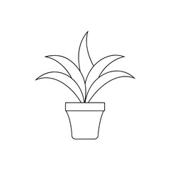 Tillandsia Xerographica on White Background Air Plant Illustration