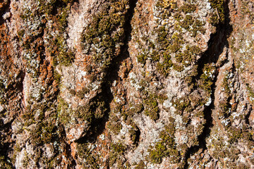 Macro photo of vibrant green moss growing on textured tree bark, captured in a forest environment....