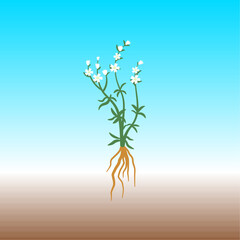 Silene Stenophylla – Ancient Flower Regrown from Permafrost