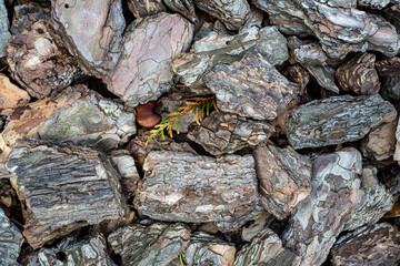 pine bark texture