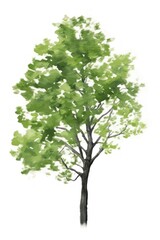Obraz premium Tree plant white background outdoors.