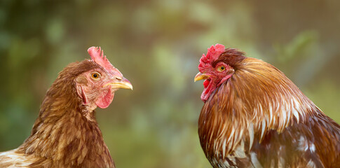 Close-up of a brown hen and a red-brown rooster facing each other, their features detailed against a soft, blurred natural background.