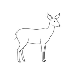 Obraz premium Tufted Deer on White Background Small Asian Deer Illustration
