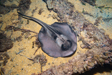 stingray -  stingarees under Busselton Jetty, Busselton, Western Australia, Australia