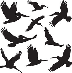 Obraz premium Brown pelican birds flying silhouettes collection