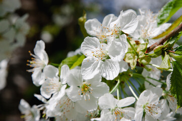 Pear flower. Close-up of white pear blossom cluster with fresh green buds on blurred spring branch for nature branding, floral print, botanical web design, or seasonal greeting card graphic