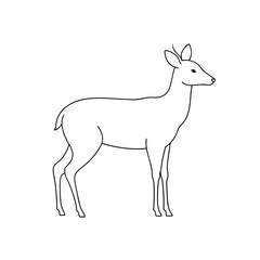 Obraz premium White-Lipped Deer on White Background: Elegant Wildlife Illustration