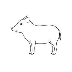 Obraz premium White-Lipped Peccary on White Background: South American Animal