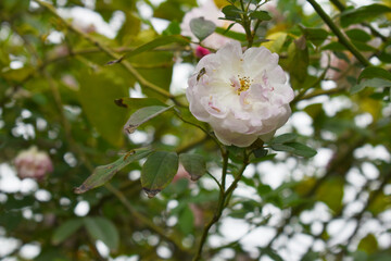 Rosa great maiden's blush white flower, Spring Flowering white Flower Heads on an Old English Rose...