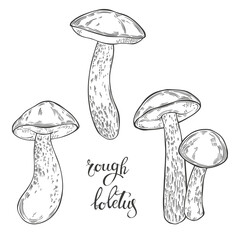 Mushrooms, rough boletus. Hand drawn isolated vector illustrations. Line art. For packaging design, advertising, menus, magazines, recipes.