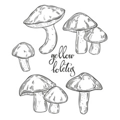 Mushrooms, yellow boletus. Hand drawn isolated vector illustrations. Line art. For packaging design, advertising, menus, magazines, recipes.