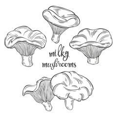 Milk mushroom. Hand drawn isolated vector illustrations. Line art. For packaging design, advertising, menus, magazines, recipes.