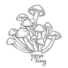 Mushrooms, honey agaric. Hand drawn isolated vector illustrations. Line art. For packaging design, advertising, menus, magazines, recipes.