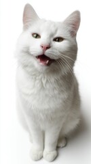Obraz premium White cat sitting and meowing on white background 
