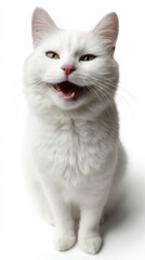 White cat sitting and meowing on white background	
